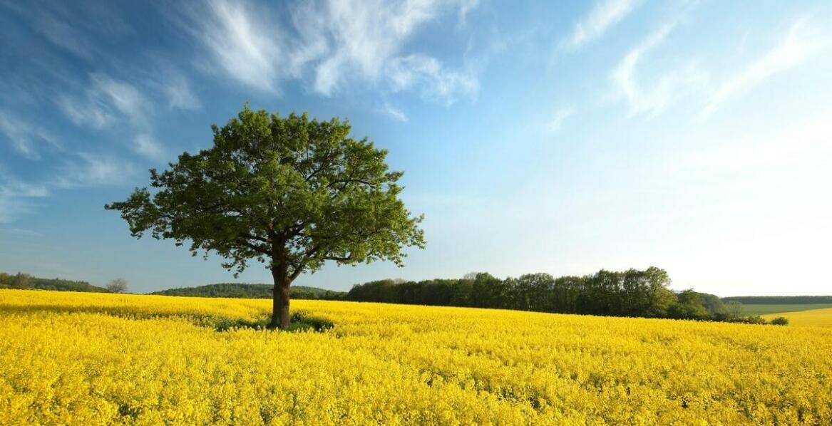 Najnowsze trendy w doborze rzepaku nasion dla optymalizacji plonów