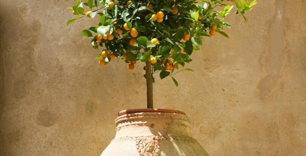 Wybór ceramicznych i terakotowych doniczek dla eleganckiego ogrodu