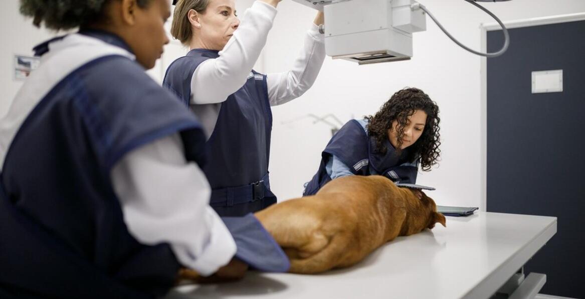 Jakie techniki są stosowane w laseroterapii dla poprawy jakości życia zwierząt?