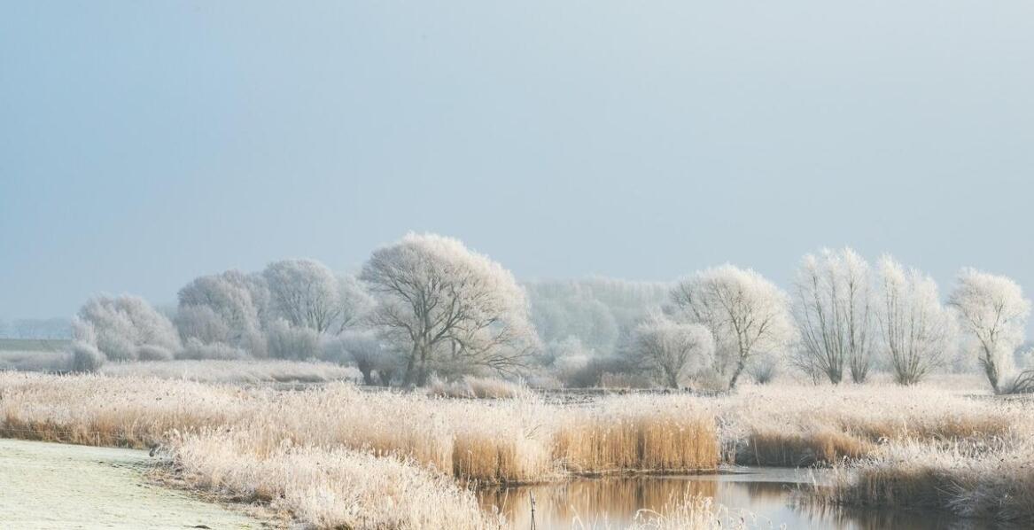 Kiedy i jak często dokarmiać dzikie ptaki w ciągu roku?
