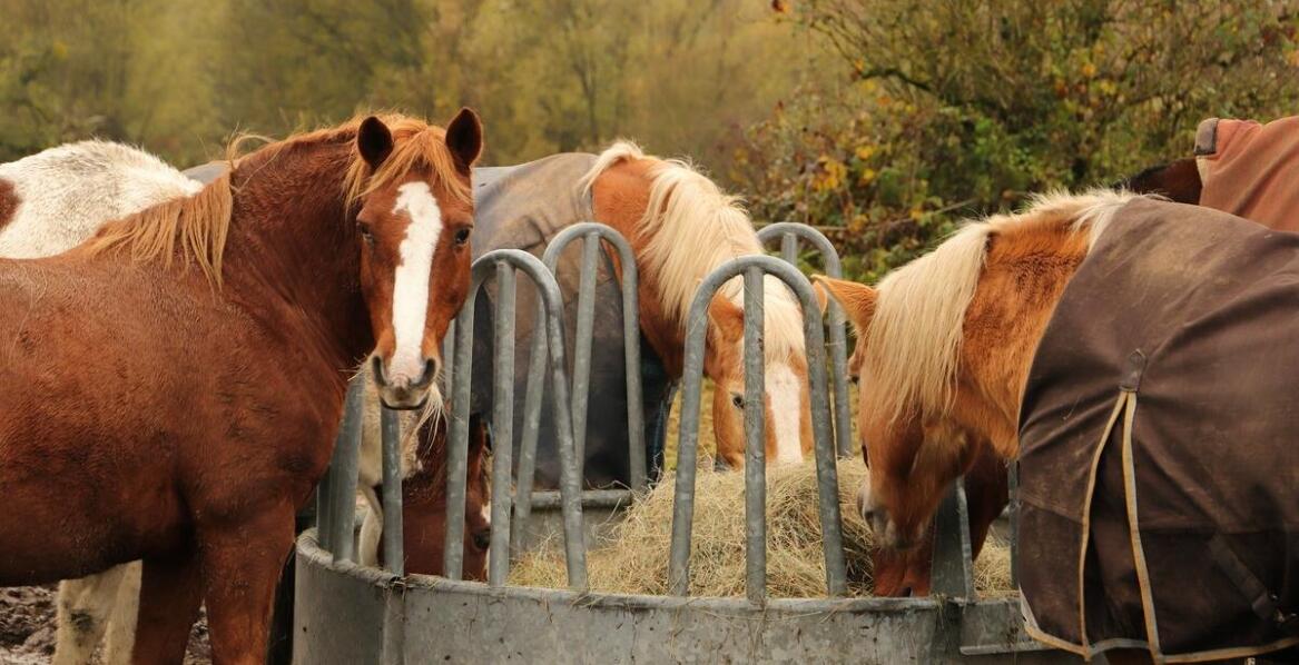 Jak kursy jeździeckie dla dorosłych wpływają na rozwój jeździeckich umiejętności?