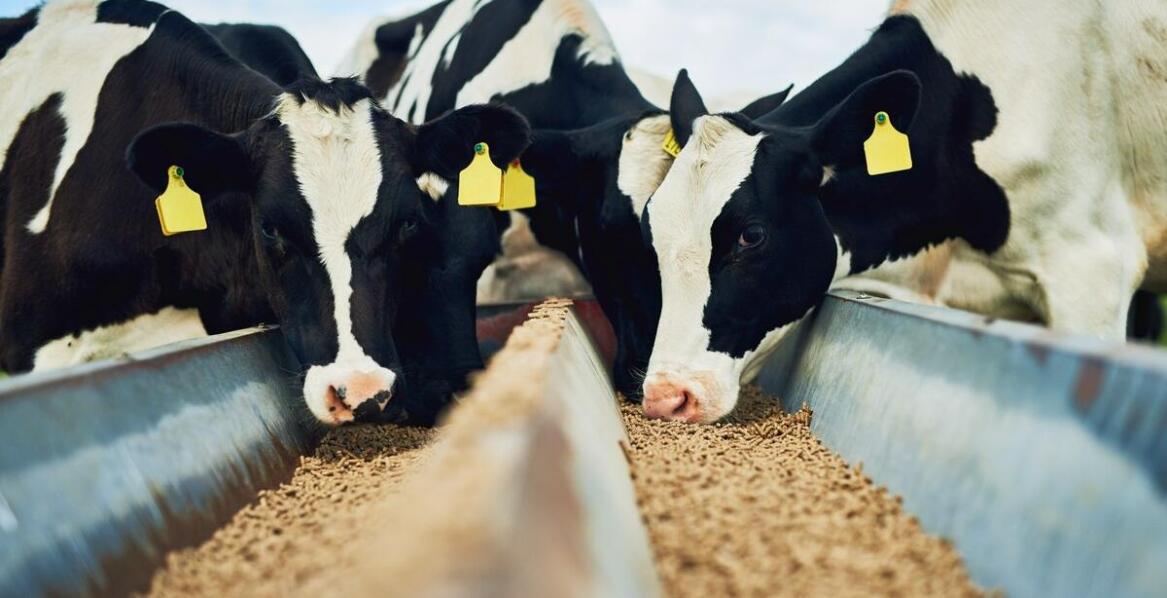 Rola lnu ekstrudowanego w poprawie kondycji bydła