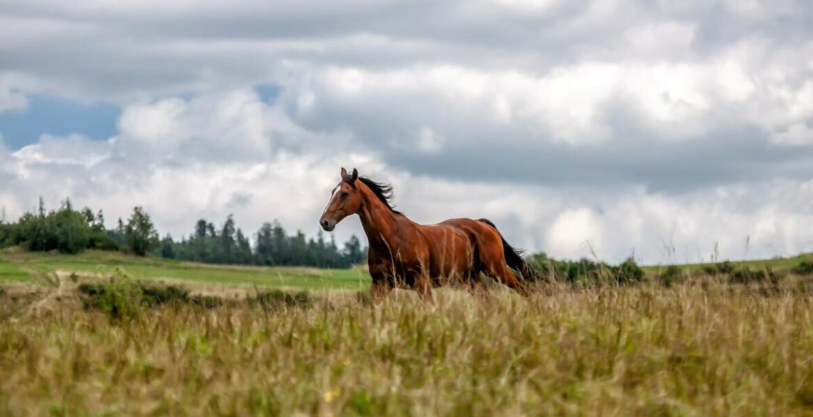 Tereny do jazdy konnej w Poznaniu: Dokąd warto się wybrać?