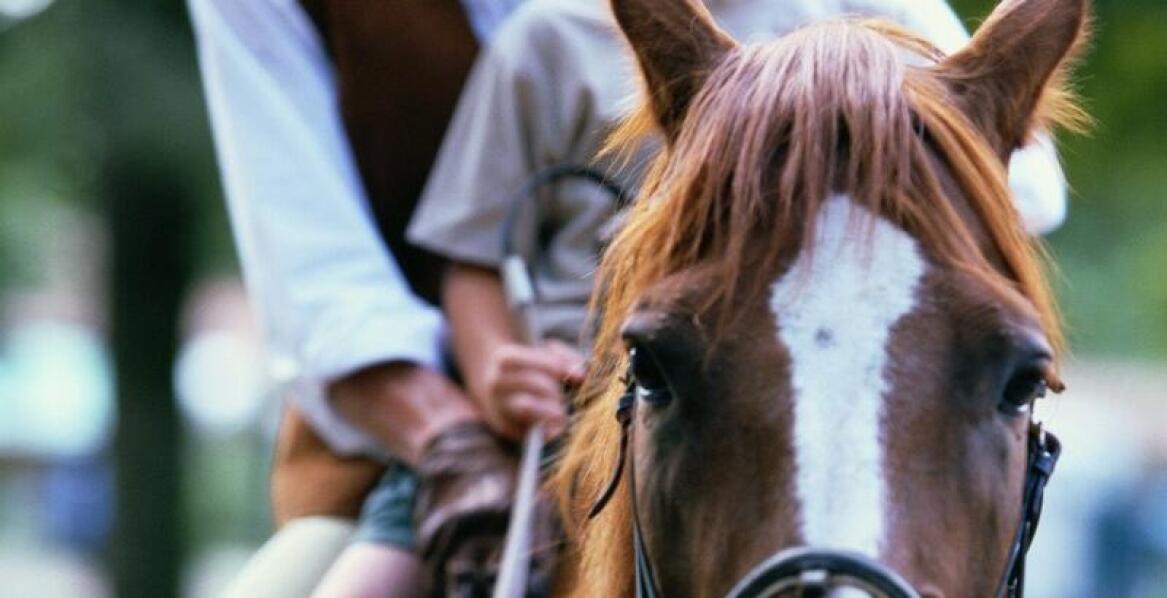 Stajnie w Poznaniu: Jak promujemy odpowiedzialność i szacunek w jeździectwie?