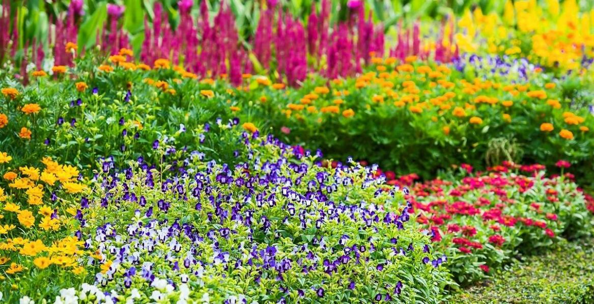 Wpływ jednorocznych nasion kwiatów na bioróżnorodność w Twoim ogrodzie