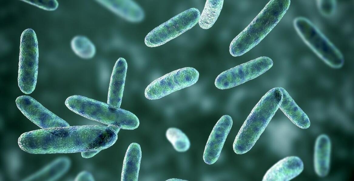 Jakie bakterie szczepów regulują perystaltykę jelit u dorosłych?