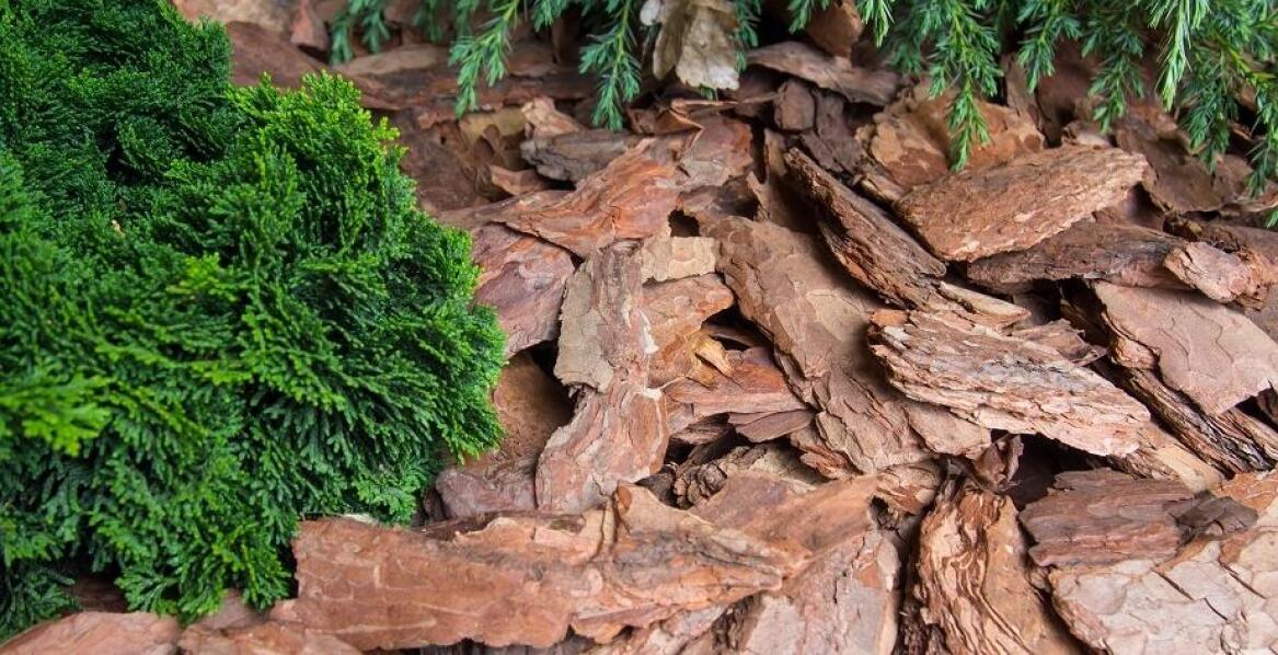 Zastosowanie drzewnej kory w ogrodnictwie – kluczowe zalety
