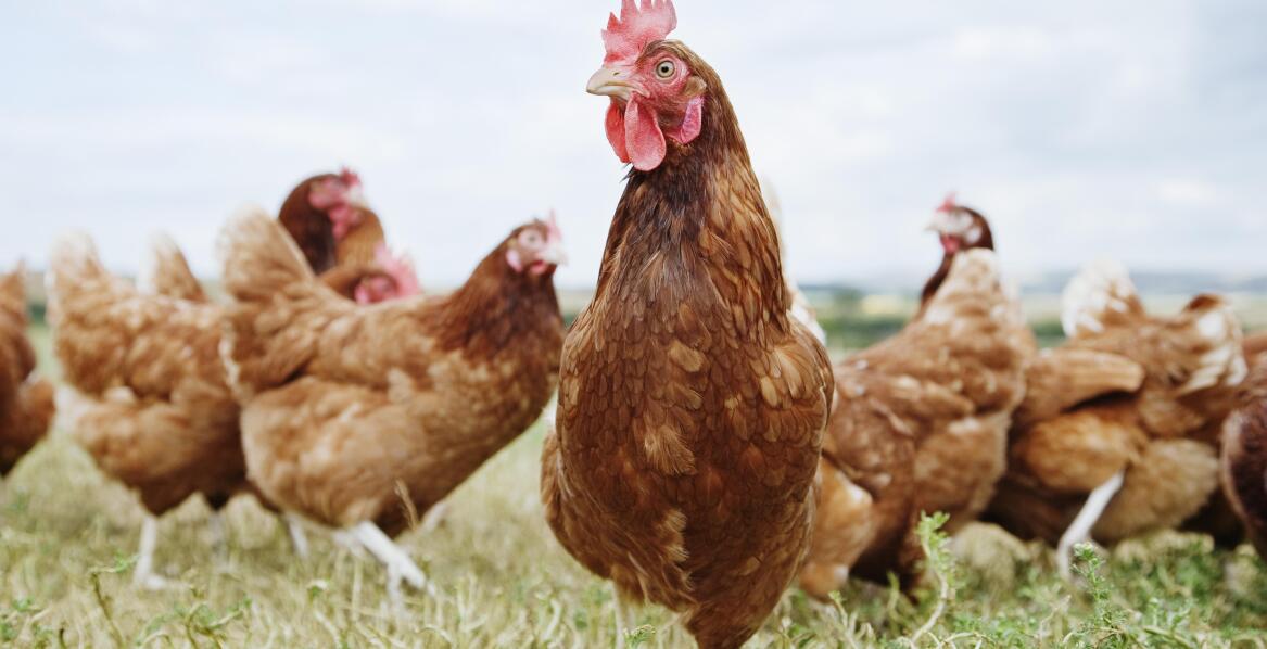 Jaka maszyna do skubania drobiu zapewni wydajność 6000 szt./h?