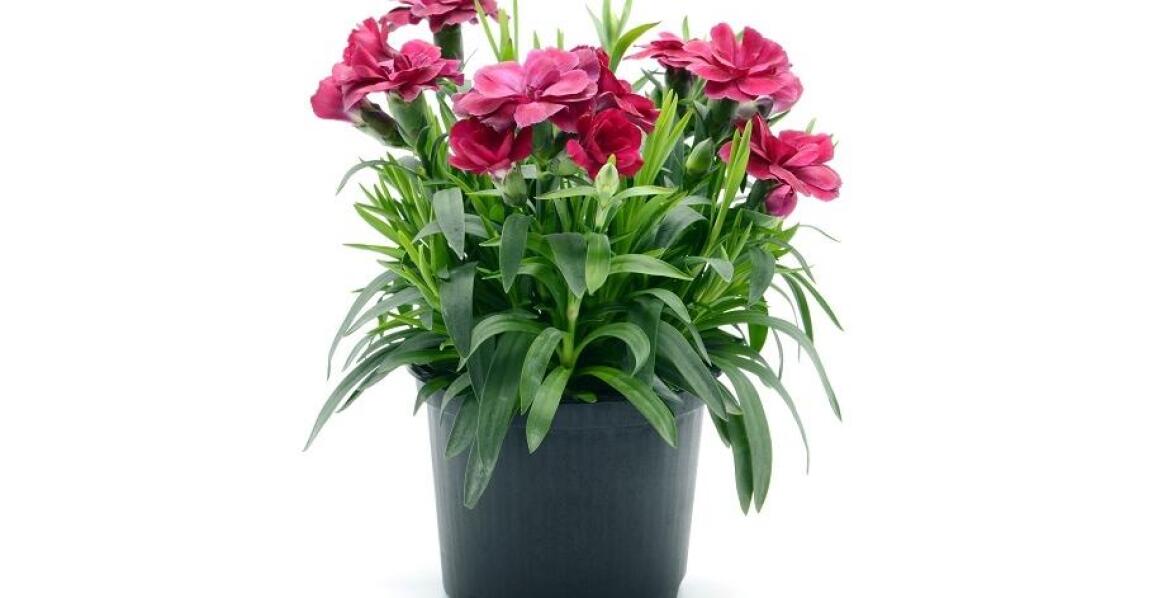 Goździki jako element dekoracji eventowych: jak wybrać odpowiedni bukiet?