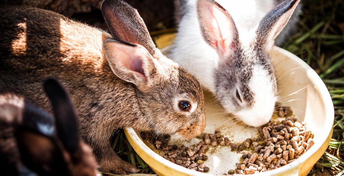 Jak wybrać odpowiednią karmę dla królika?