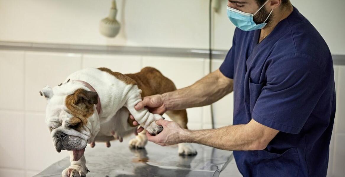 Znaczenie pooperacyjnej opieki dla zwierząt po chirurgicznych zabiegach