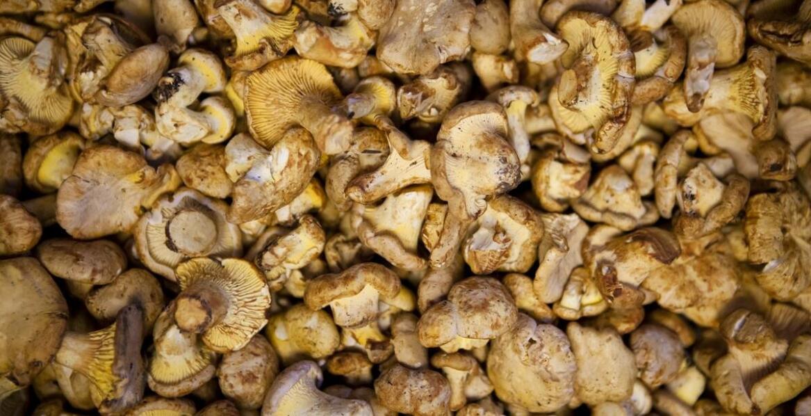 Why is it worth investing in wholesale cooperation with a market leader in mushrooms?