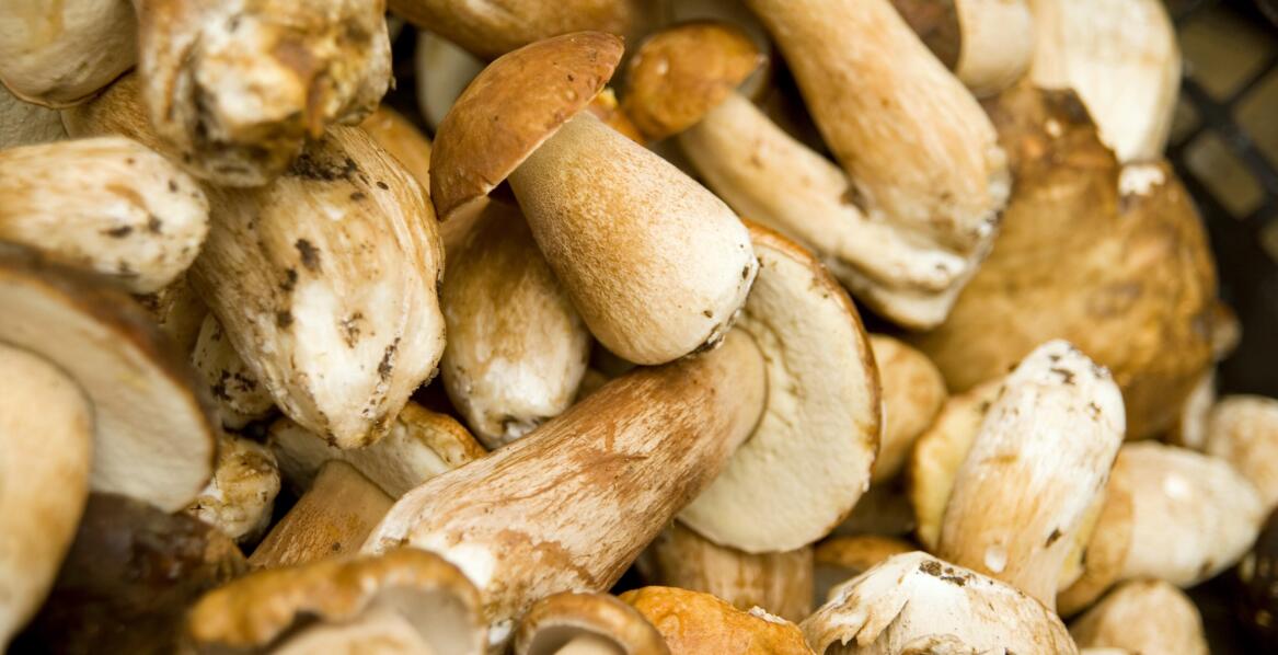 Benefits of flexible mushroom deliveries for a professional kitchen
