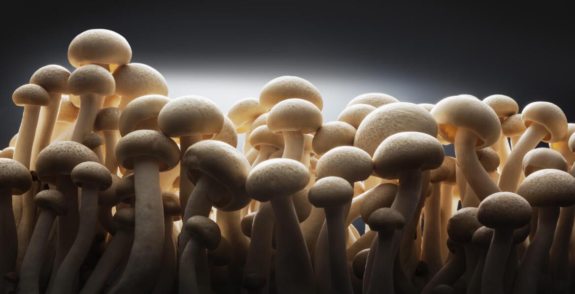 Diversity of mushroom species as an asset for restaurants