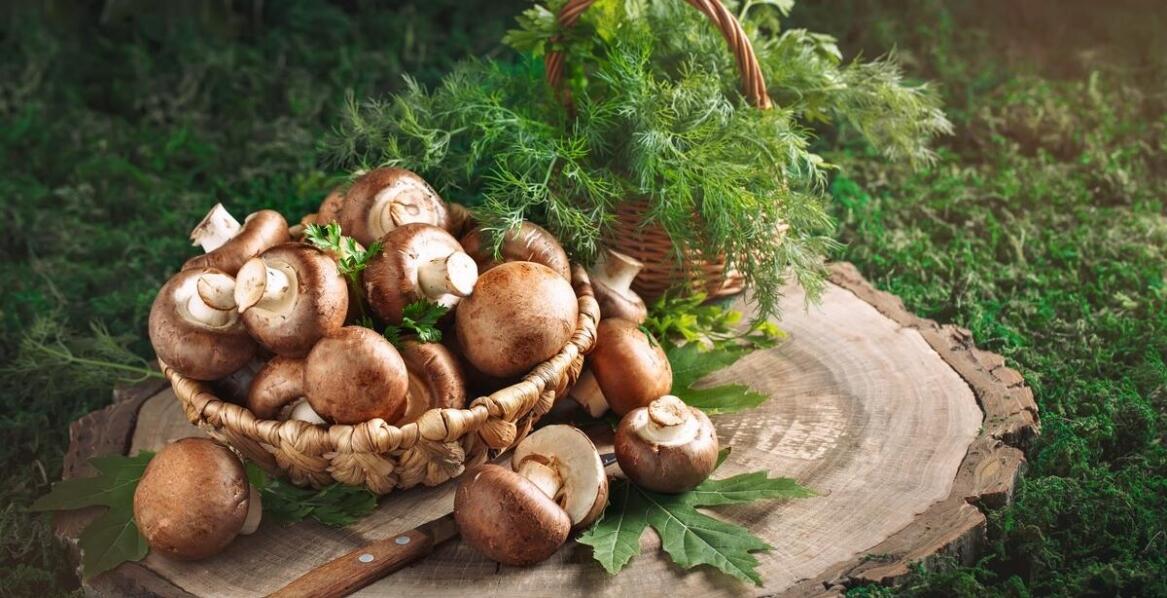 Why choose a wholesale mushroom supplier for a diverse culinary offering?