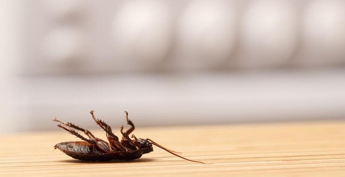 Eliminacja prusaków w restauracjach – kluczowe aspekty