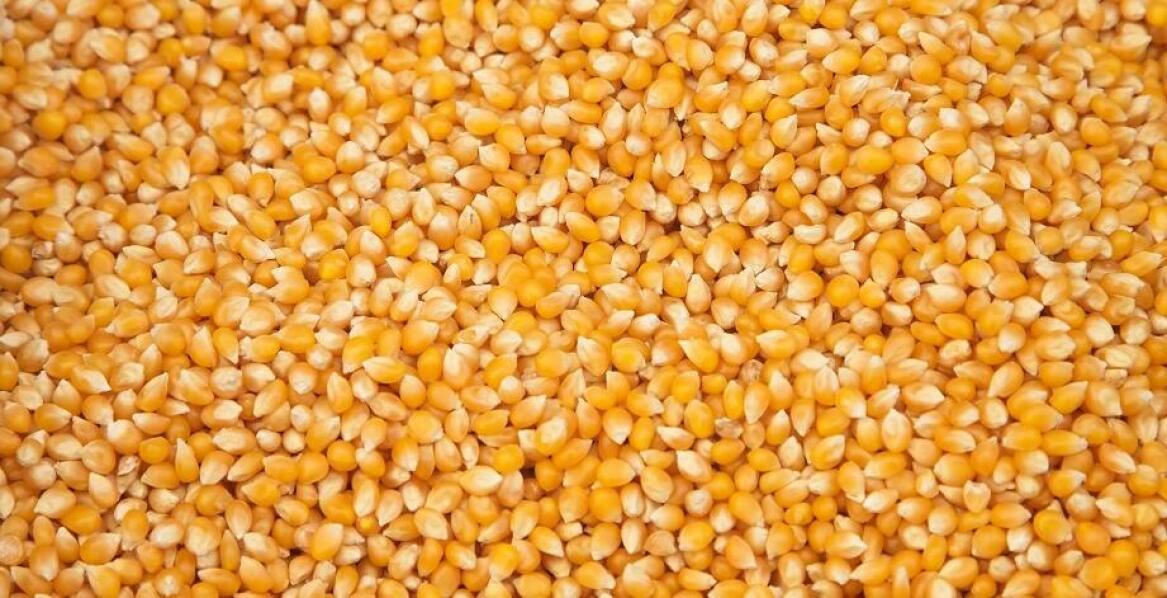 Wybór nasion - klucz do sukcesu w uprawach kukurydzy