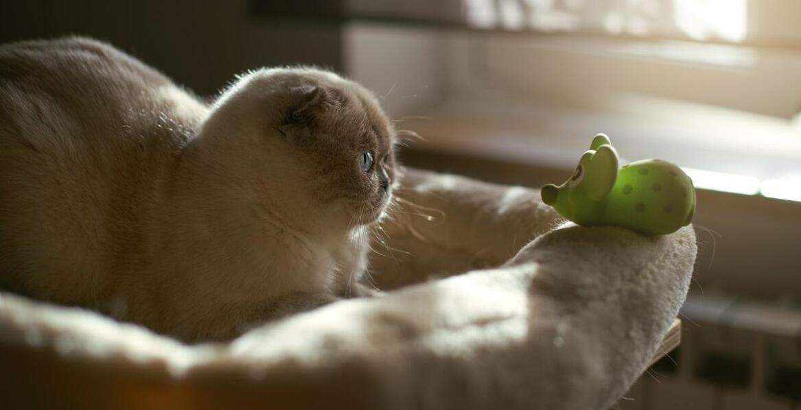 Hotel dla kotów we Wrocławiu: jak zapewniamy relaksujące pobyty dla Twojego pupila?