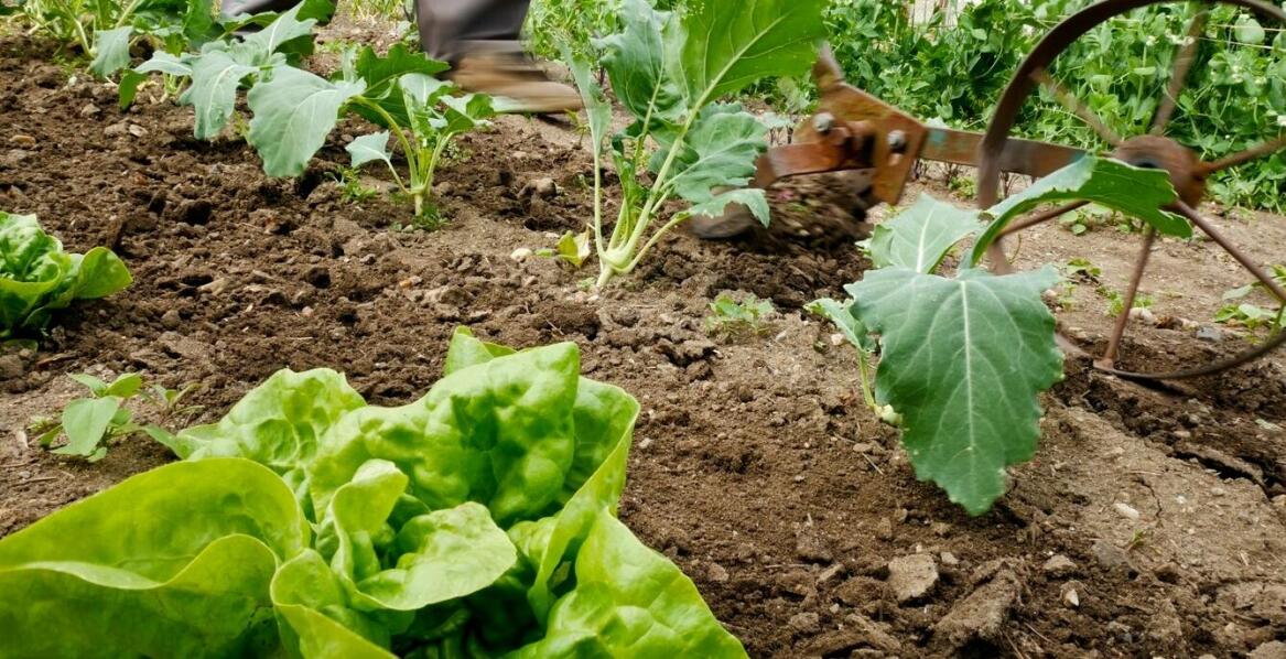 Wpływ mocy ogrodowych glebogryzarek na wydajność pracy w ogrodzie