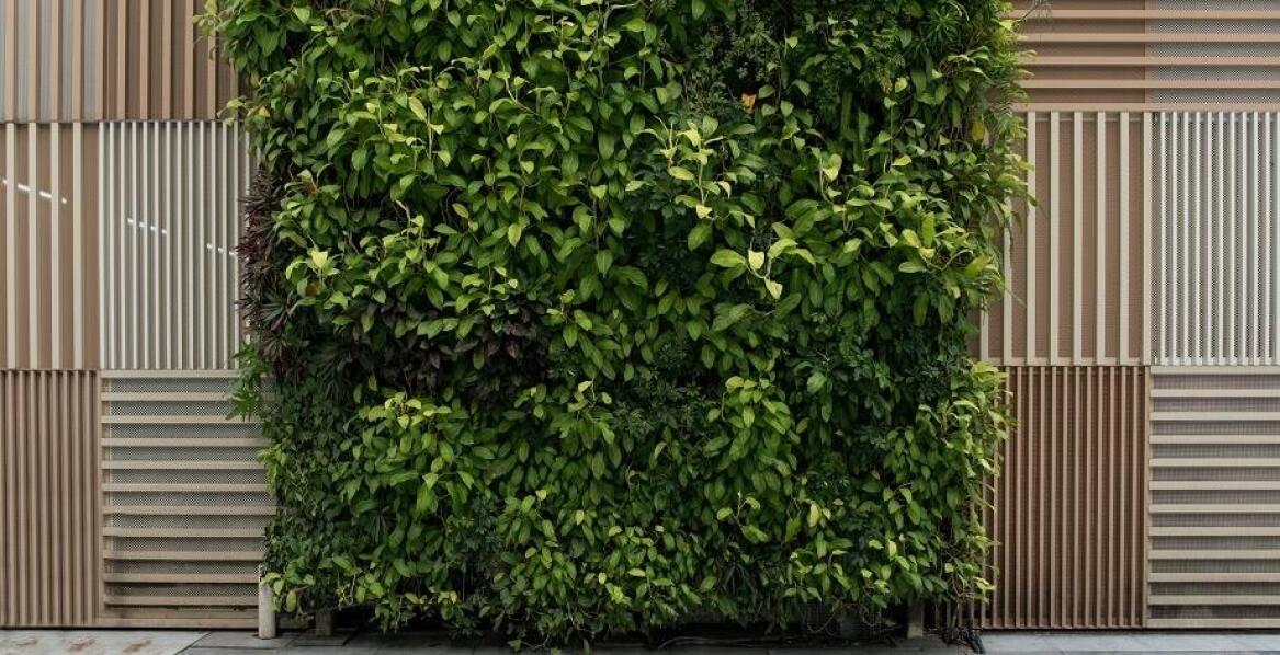 Zielone ściany a ich wpływ na redukcję hałasu w miejscach publicznych