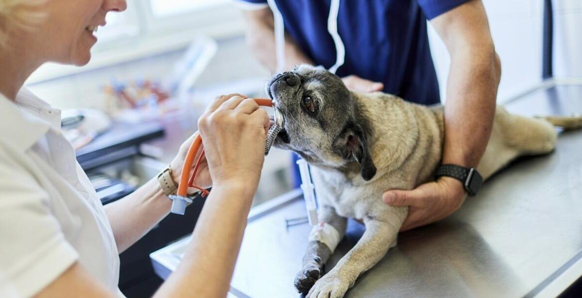 Profilaktyka stomatologiczna jako klucz do zdrowej jamy ustnej u zwierząt