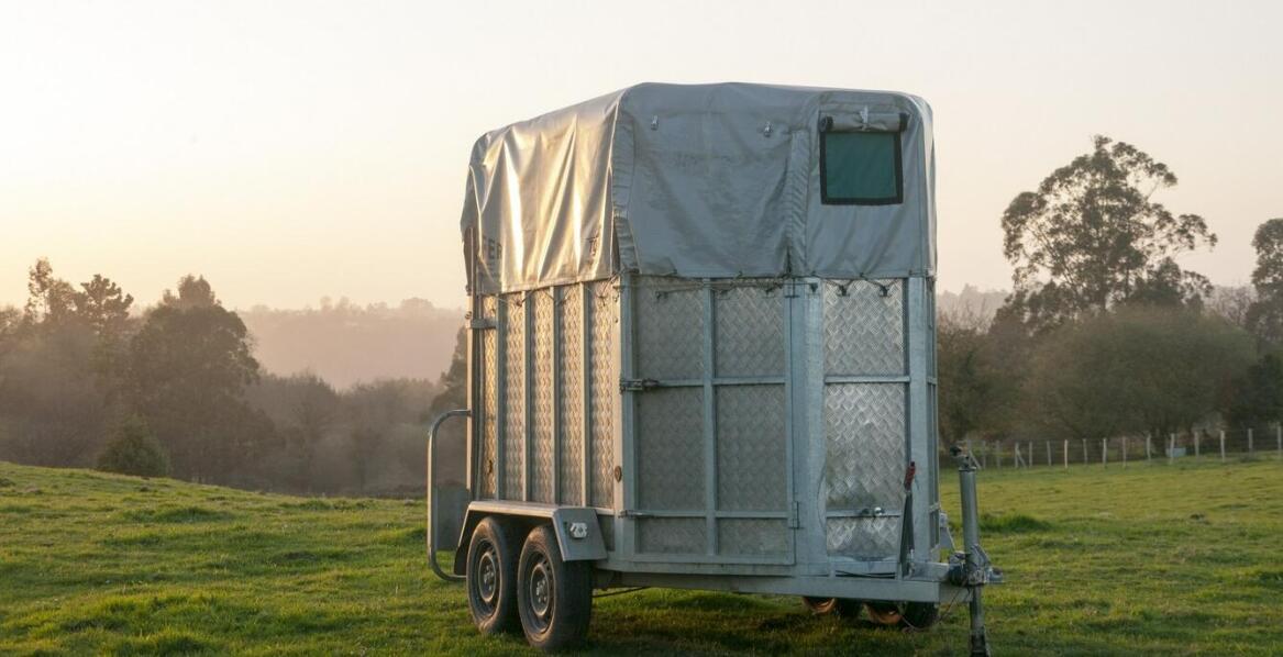 Skup bydła: Jak profesjonalny transport wpływa na komfort zwierząt?
