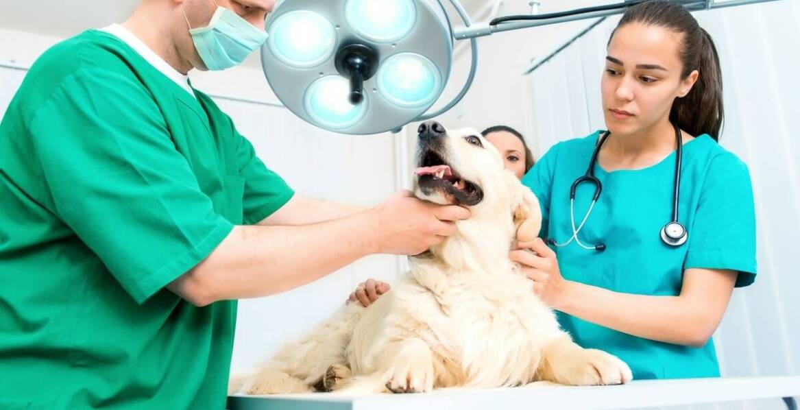 Kiedy warto zlecić badanie RTG dla psa: wskazania i korzyści