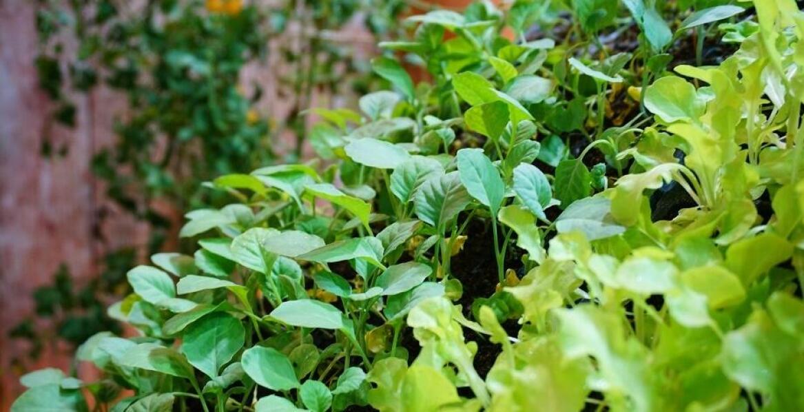 Rola loftowych kwietników w tworzeniu zielonych ścian w ogrodach