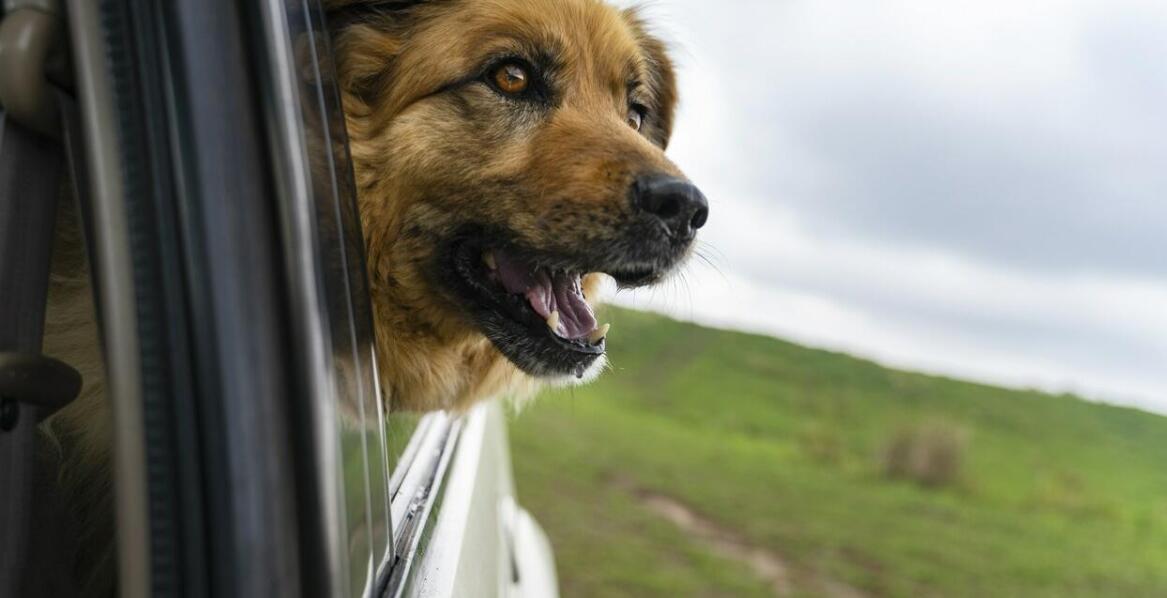 Jak transporter dla psa wpływa na bezpieczeństwo w samochodzie?