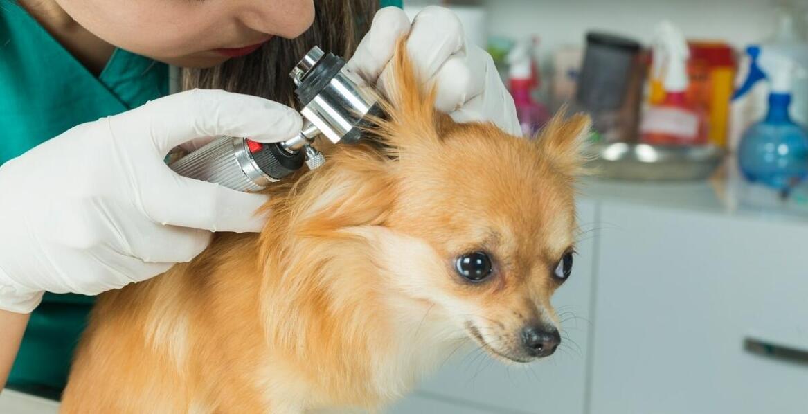 Jak dbać o higienę uszu i pazurów u psa między wizytami w salonie?