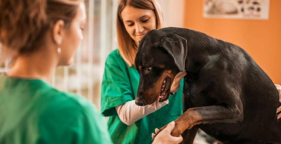 Opieka nad zdrowiem jamy ustnej u ciężarnych zwierząt