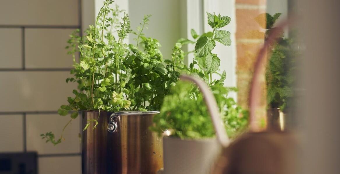 Przewodnik po pielęgnacji roślin na słonecznym parapecie w okresie letnim