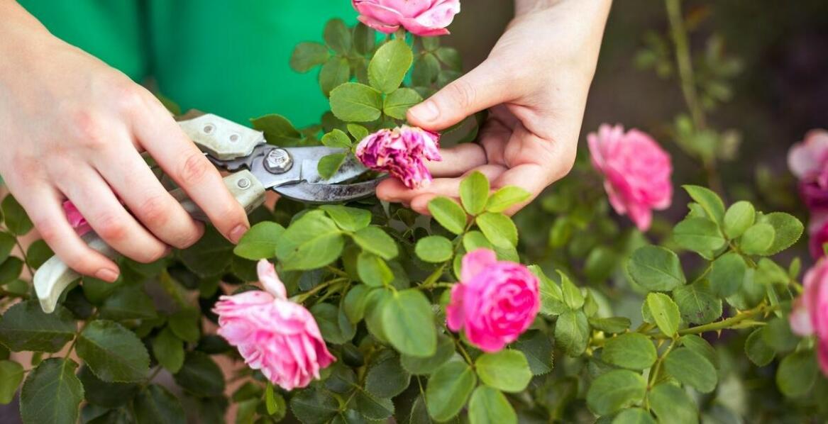 Jak cięcie wpływa na wzrost i kształt różowej robinii akacjowej szczepionej na pniu?