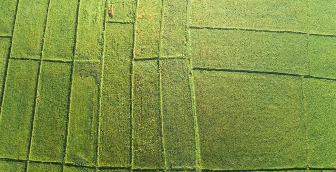 Jak zwiększyć plony dzięki odpowiedniemu doborowi klepiska dla kukurydzy?