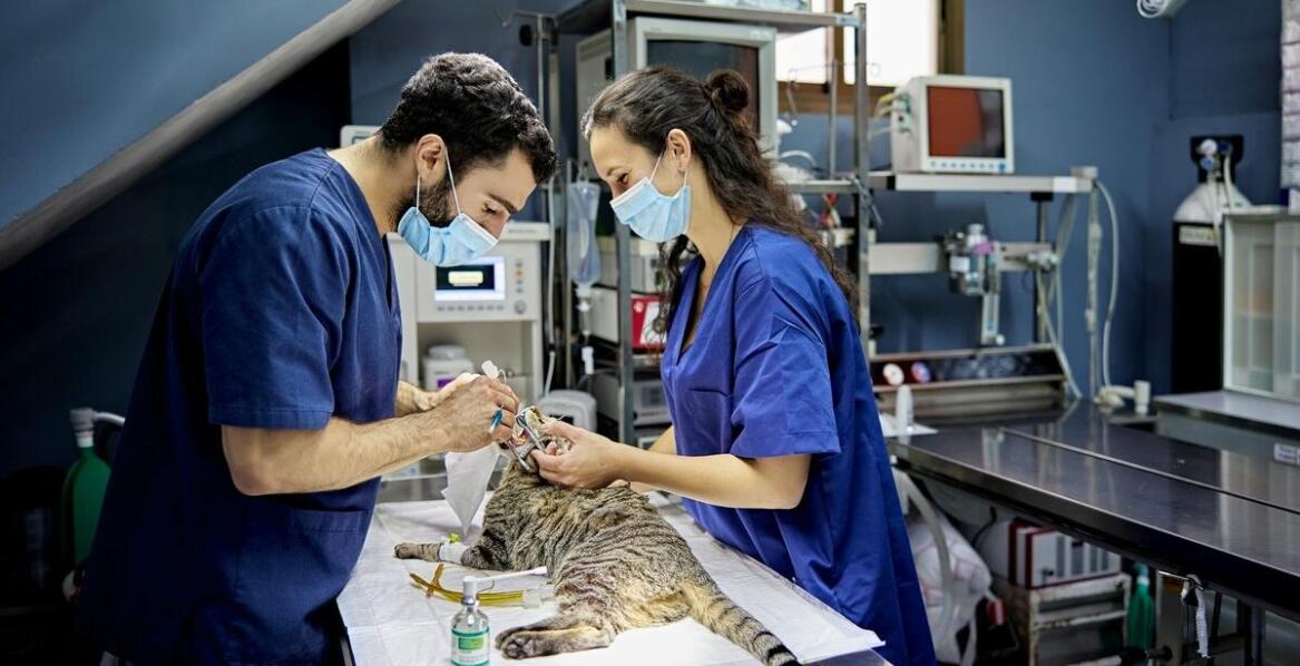 Czy sterylizacja kota może zapobiec problemom zdrowotnym w przyszłości?