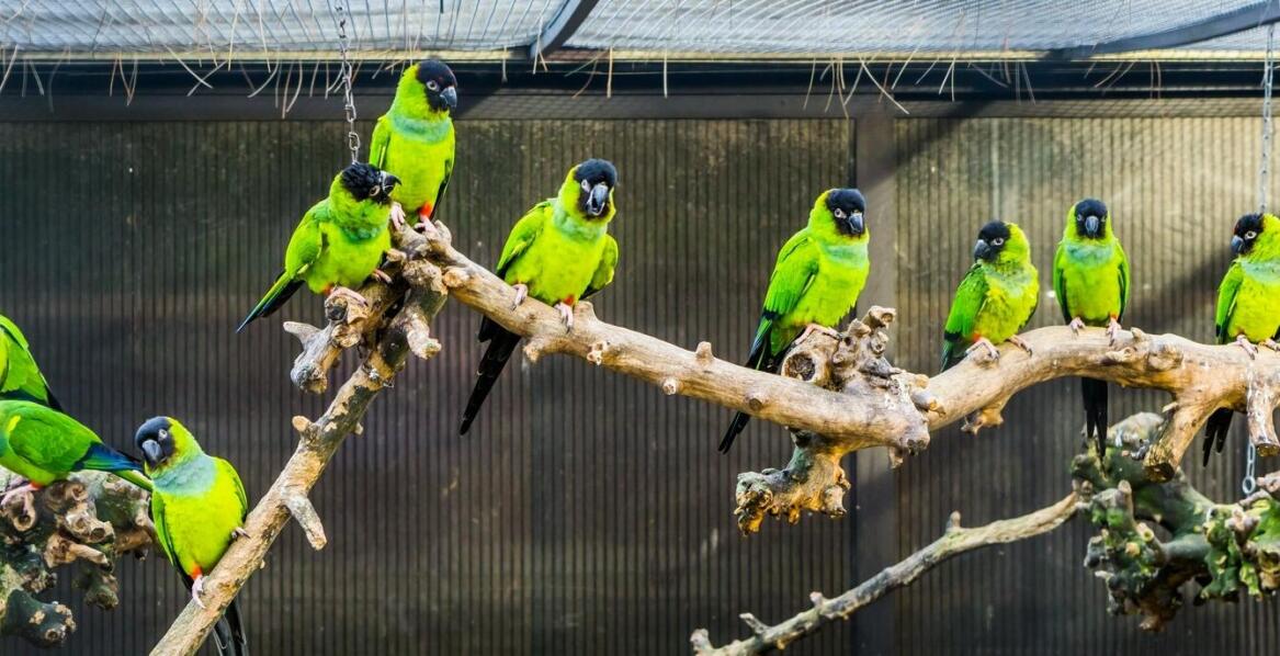 Papugarnia a ochrona gatunków – jak wspiera bioróżnorodność?