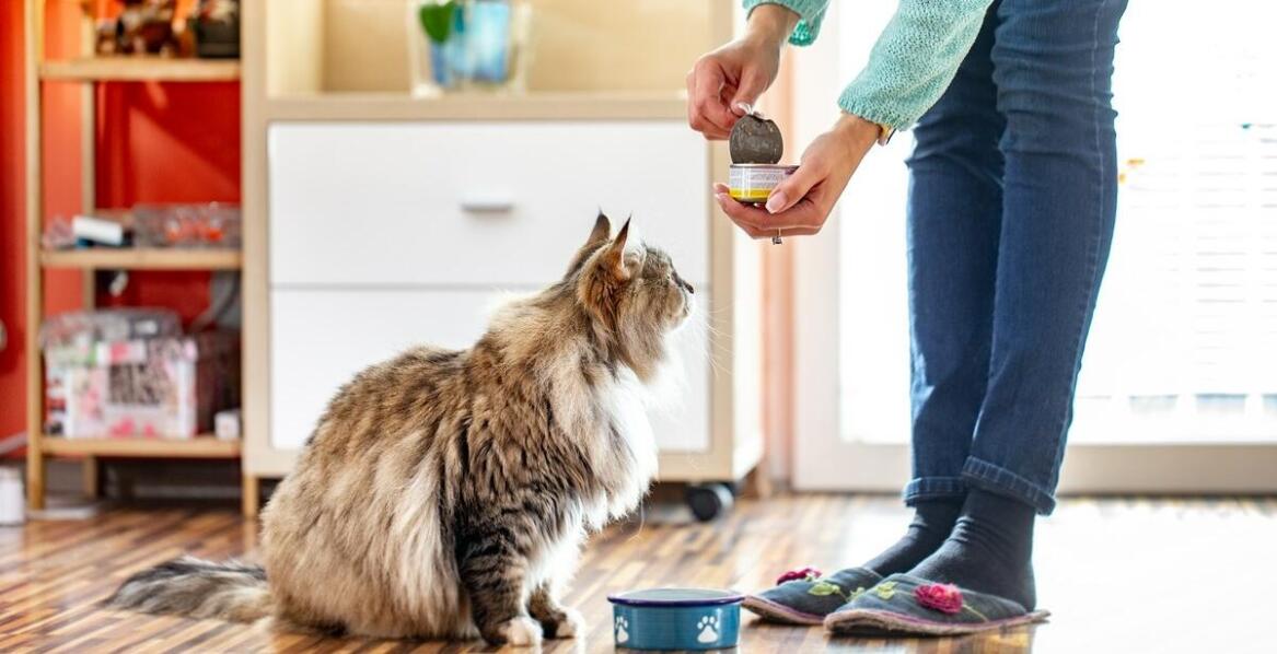 Funkcjonalne smaczki – jak wpływają na zdrowie kota?