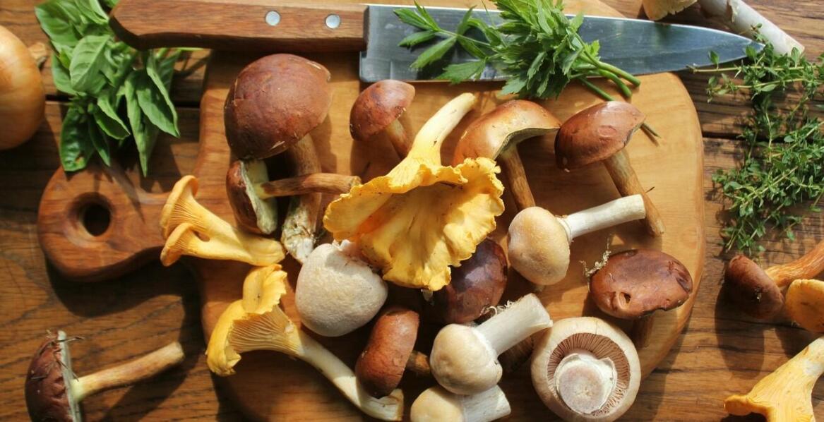 Runo leśne inaczej – kulinarna podróż po smakach przyrody