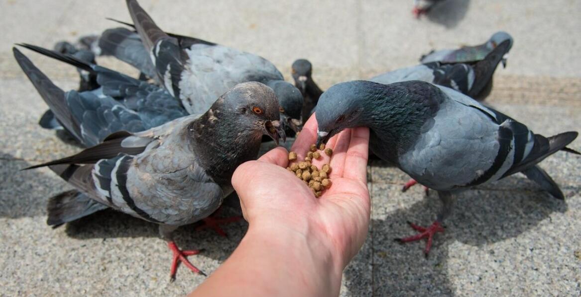 Preparaty dla gołębi: jak wpływają na ich regeneracyjne zdolności?