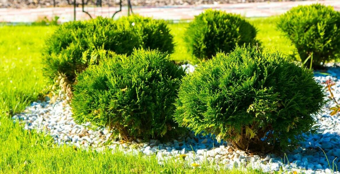 Wpływ różnych odmian płożącego jałowca na estetykę ogrodu