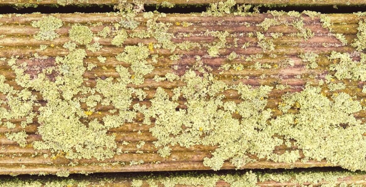 Wpływ warunków atmosferycznych na rozwój zielonego nalotu na drewnie.