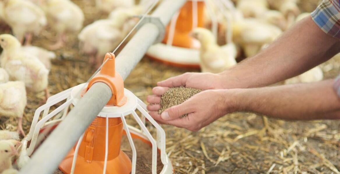 Wpływ preparatów na zdrowie drobiu w trudnych klimatycznych warunkach