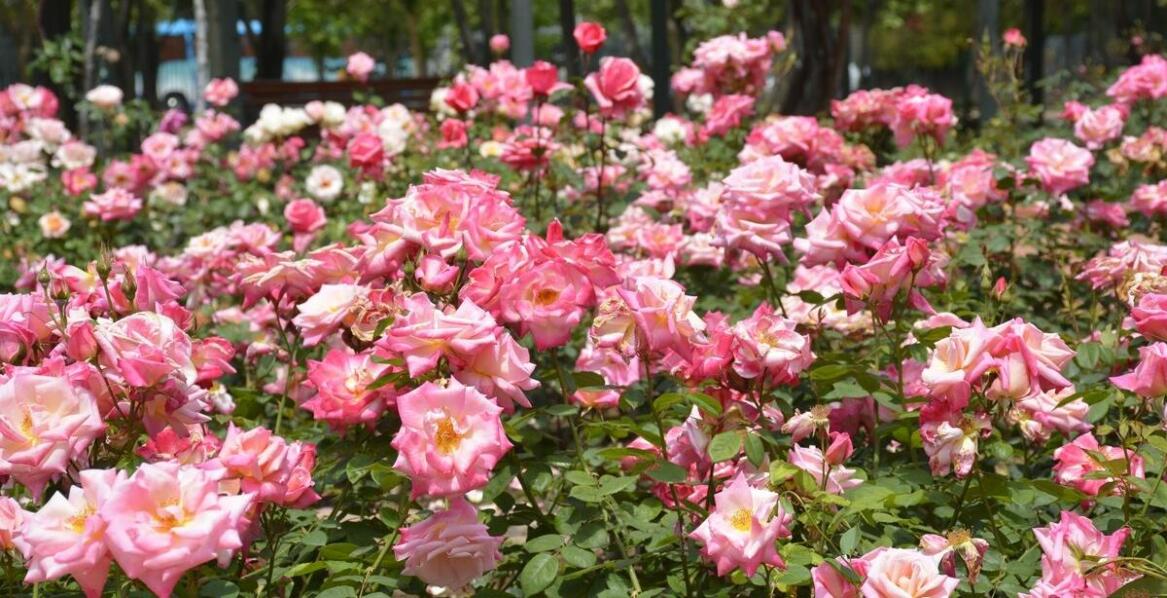 Ozdobne róże: jak wybrać odpowiednie stanowisko dla lepszego kwitnienia?