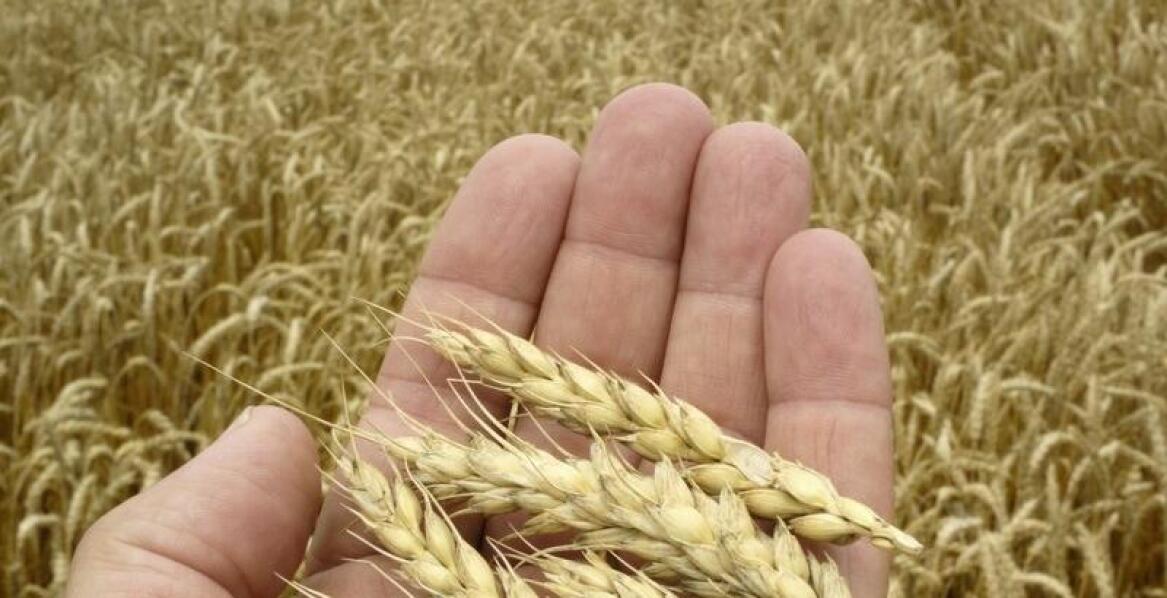 Skuteczne metody czyszczenia zboża przed skupem