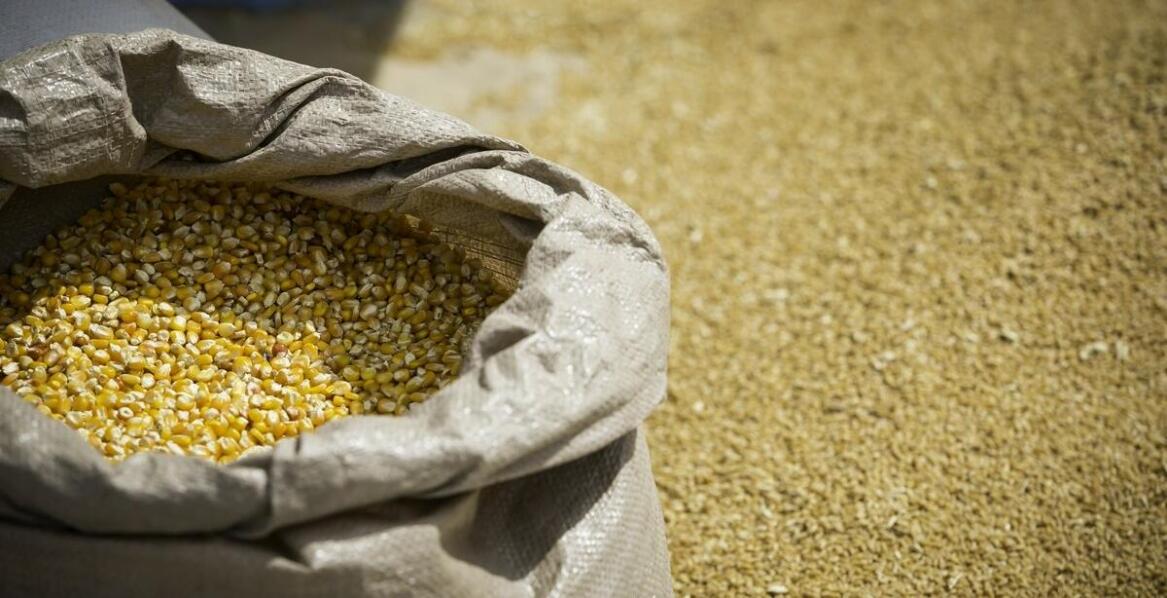 Dlaczego warto powierzyć skup mokrej kukurydzy specjalistom?