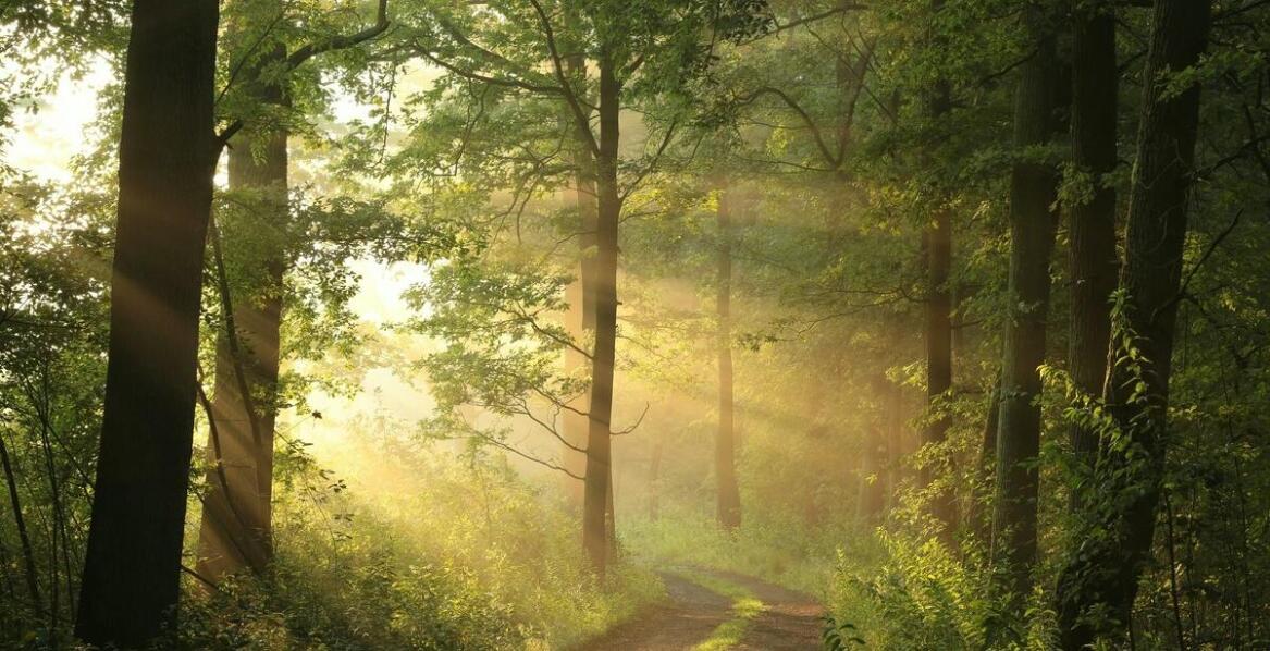 Inwentaryzacja drzew i zieleni jako narzędzie do walki z zmianami klimatu