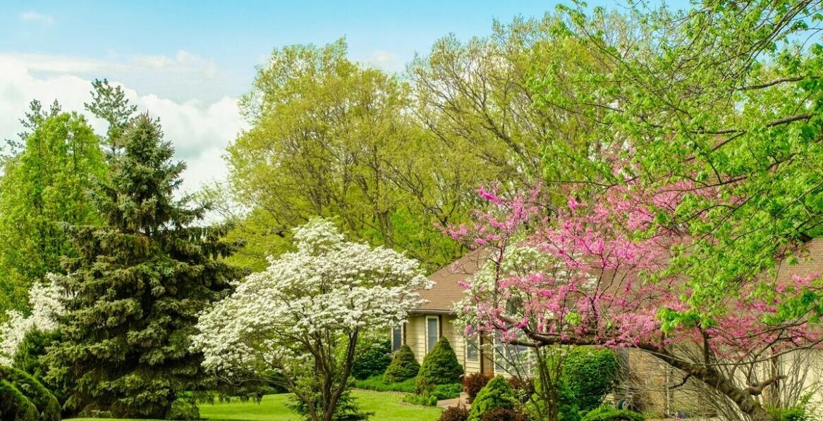 Leczenie drzew i krzewów jako istotny element ochrony miejskiego środowiska