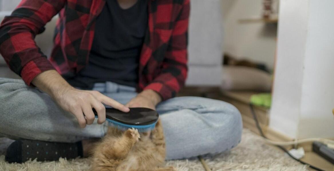 Dlaczego doświadczenie petsittera jest kluczowe w opiece nad starszymi kotami?