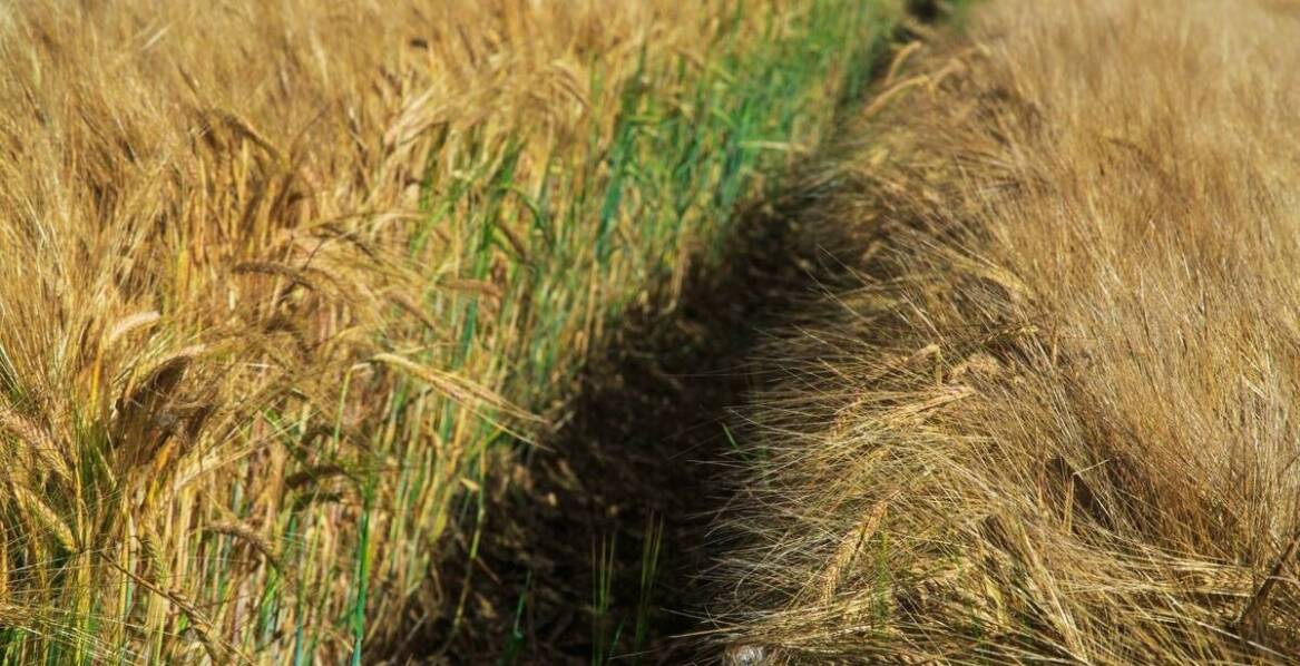 Jakie są różnice w plonowaniu między zaprawioną a niezaprawioną pszenicą?