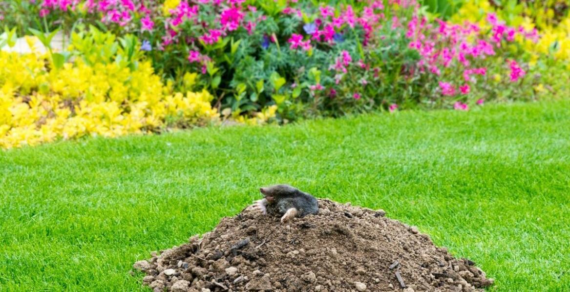 Zwalczanie kretów w ogrodach – jakie są najskuteczniejsze rozwiązania?